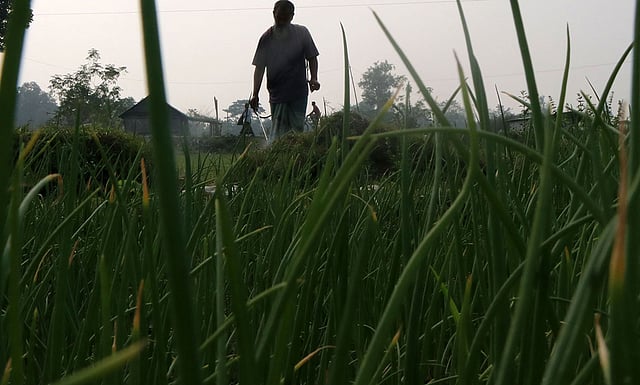চারা দেখভাল করছেন কৃষক