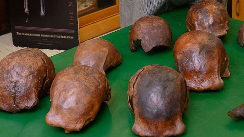 হোমো ইরেকটাসের খুলি। ছবি: এএফপি
