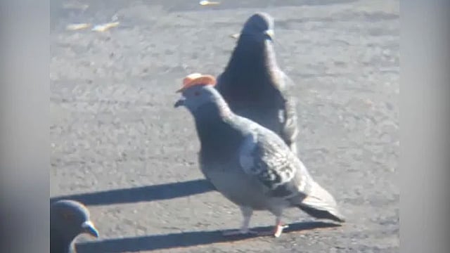 লাসভেগাসে টুপি পরা পায়রার ছবি ভাইরাল হয়েছে। ছবি: টুইটার