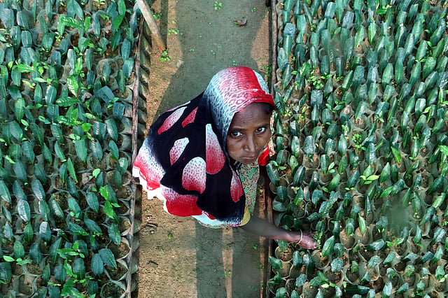 বীজতলায় ব্যস্ত নারী শ্রমিক।