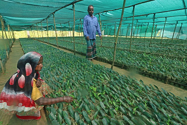চা-চারার গাছ পরিচর্যায় ব্যস্ত শ্রমিকেরা।