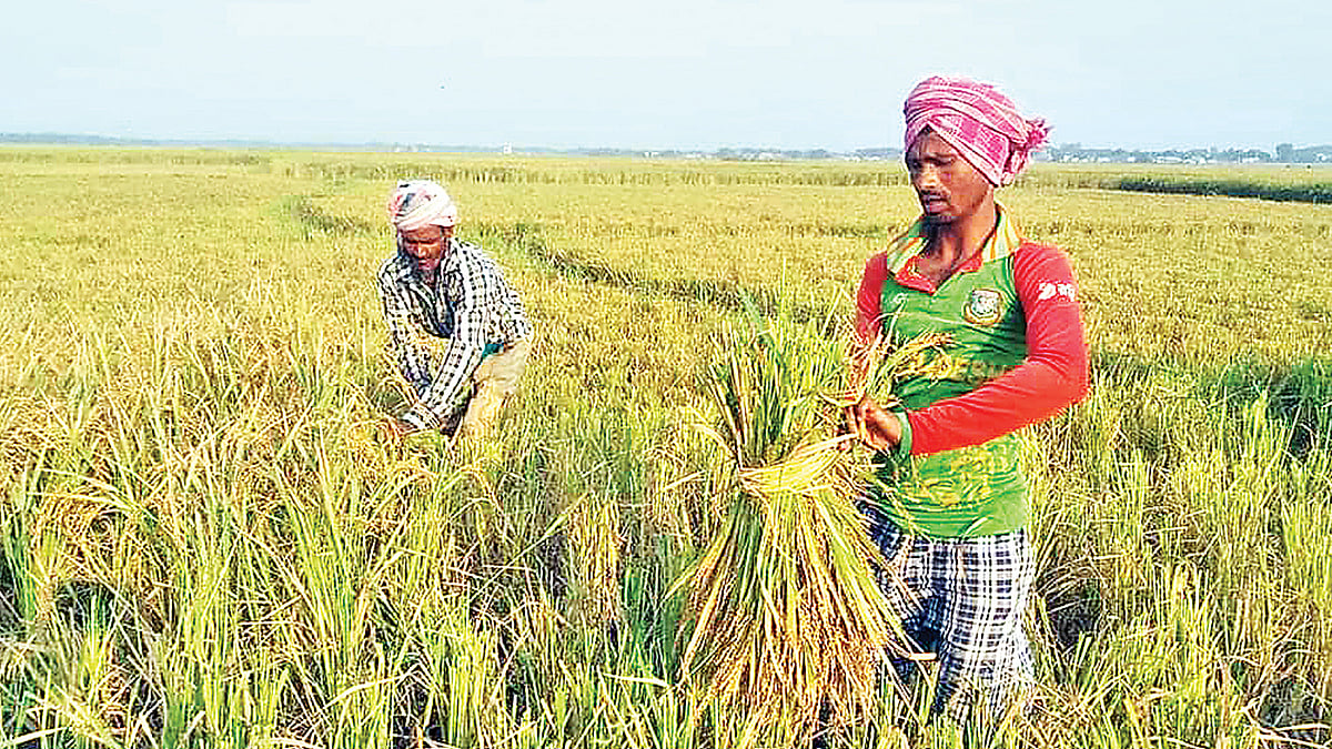 নেত্রকোনা জেলায় আমন ধান কাটা এখন শেষ পর্যায়ে। কিন্তু এখনো অনেক উপজেলায় সরকারিভাবে ধান সংগ্রহ অভিযান শুরু করা হয়নি। এতে হতাশ চাষিরা। গত মঙ্গলবার মদন উপজেলার উচিতপুর এলাকায়। ছবি: প্রথম আলো