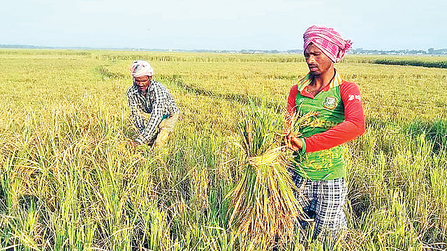 নেত্রকোনা জেলায় আমন ধান কাটা এখন শেষ পর্যায়ে। কিন্তু এখনো অনেক উপজেলায় সরকারিভাবে ধান সংগ্রহ অভিযান শুরু করা হয়নি। এতে হতাশ চাষিরা। গত মঙ্গলবার মদন উপজেলার উচিতপুর এলাকায়।  ছবি: প্রথম আলো
