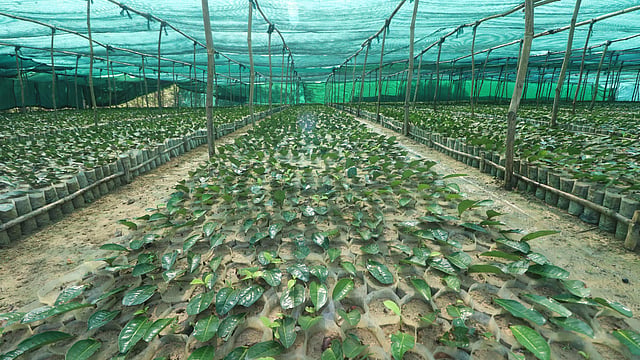 বিশেষ কাপড়ে ঢেকে দেওয়া হয়েছে বীজতলা।