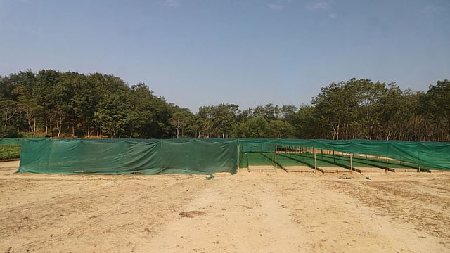 প্রস্তুত করে রাখা হয়েছে রোপণ উপযোগী চা গাছের চারা।