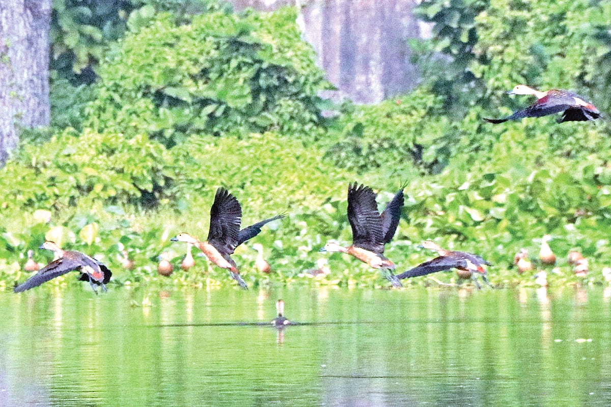 রাজশাহী বিশ্ববিদ্যালয় মুখর হয়ে আছে সরালি পাখির কলকাকলিতে। সম্প্রতি বিশ্ববিদ্যালয়ের গবেষণা পুকুরে। ছবি: শহীদুল ইসলাম