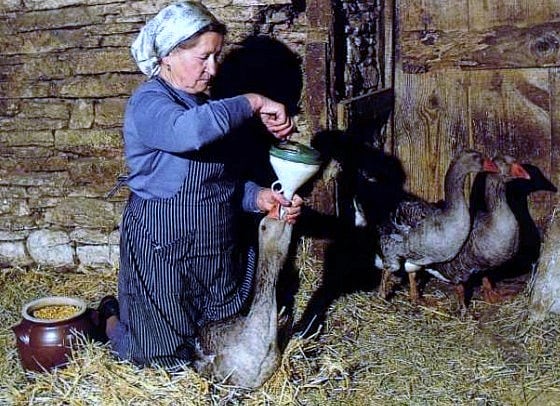 হাঁসের গলায় ফানেলের সাহায্যে নল লাগিয়ে জোর করে অতিরিক্ত খাবার খাওয়ানো হচ্ছে। ছবি: লেখকের সংগ্রহ।