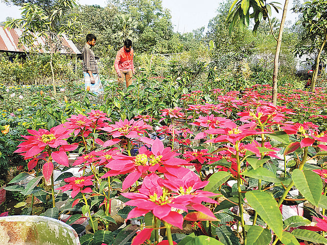 বাহারি ফুলে রঙিন হয়ে উঠেছে নার্সারি। গতকাল সকালে গাজীপুর নগরের মীরের বাজার এলাকায়।  ছবি: প্রথম আলো