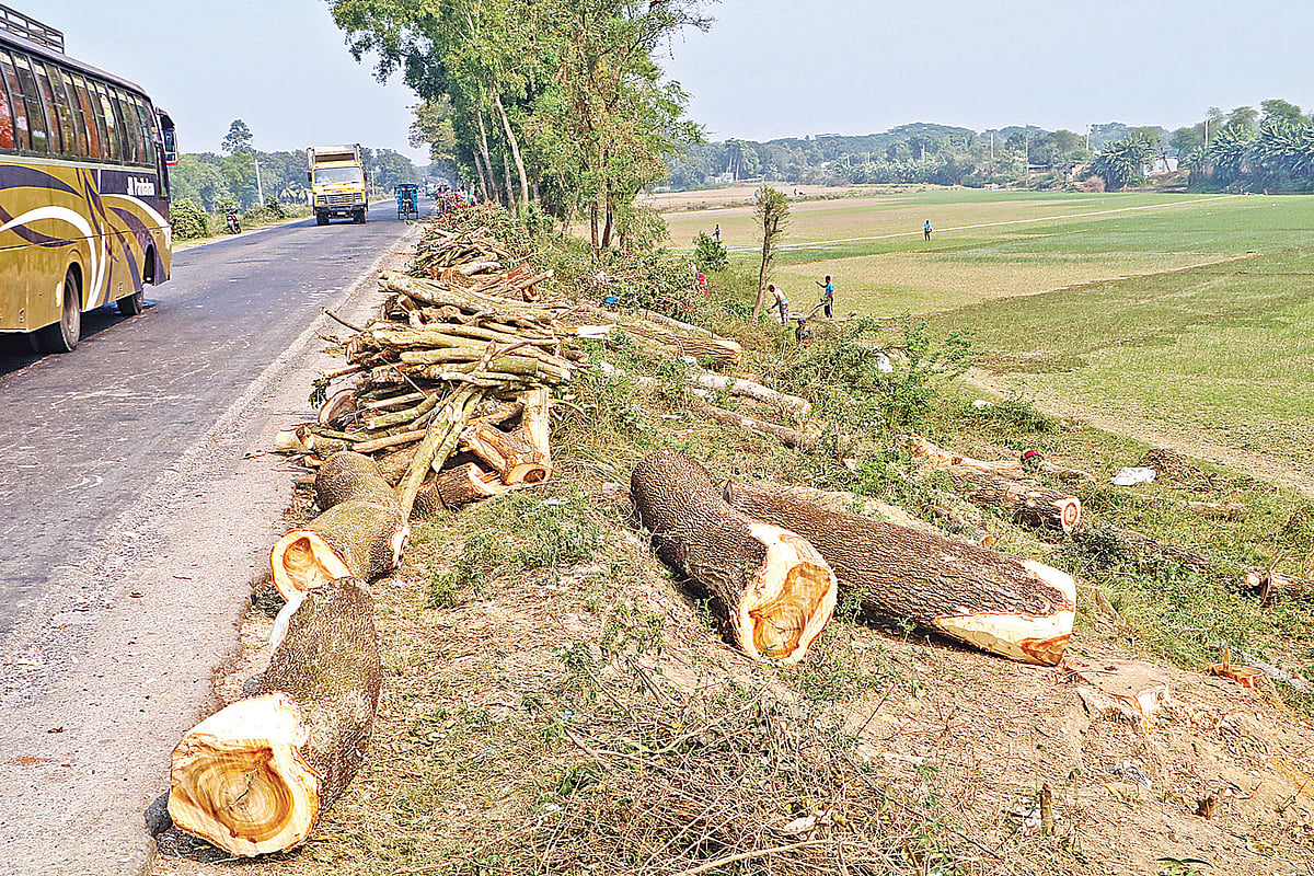 রাজবাড়ীর গোয়ালন্দে ফায়ার সার্ভিস স্টেশন থেকে বাংলাদেশ হ্যাচারি পর্যন্ত রাস্তার গাছ কেটে ফেলছেন ঠিকাদারেরা। সম্প্রতি বাংলাদেশ হ্যাচারির সামনে। ছবি: প্রথম আলো