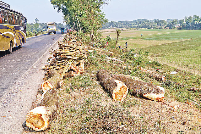 রাজবাড়ীর গোয়ালন্দে ফায়ার সার্ভিস স্টেশন  থেকে বাংলাদেশ হ্যাচারি পর্যন্ত রাস্তার গাছ  কেটে ফেলছেন ঠিকাদারেরা। সম্প্রতি বাংলাদেশ হ্যাচারির সামনে। ছবি: প্রথম আলো