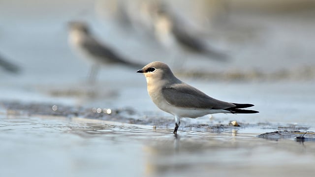 আদুরে এই পাখিটিকে এ দেশের আবাসিক পাখি বাবুই বাটান বলা হয়ে থাকে