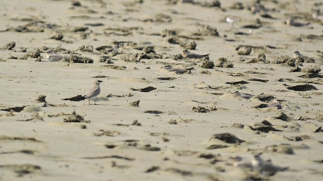 শীতের রোদ পোহাতে ব্যস্ত পাখির দল