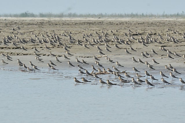 মনের আনন্দে ঝাঁক বেঁধে নদীর পানিতে সূর্যস্নানে নেমেছে ছোট বাবুই বাটান