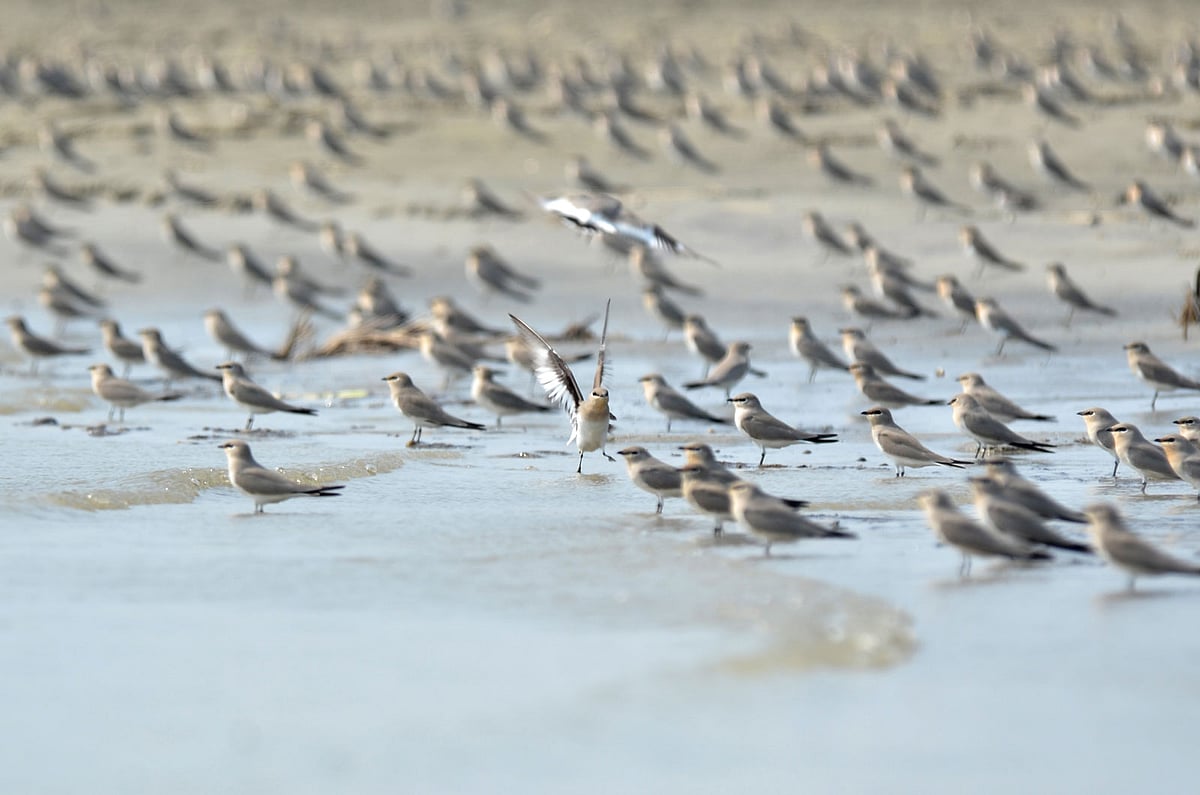 বাবুই বাটান সারা দেশের নদীতীরবর্তী এলাকা, উপকূলীয় অঞ্চল, বড় হ্রদ এলাকায় বাস করে