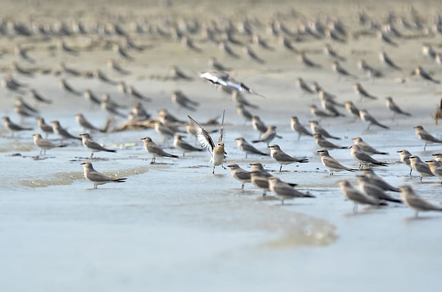 বাবুই বাটান সারা দেশের নদীতীরবর্তী এলাকা, উপকূলীয় অঞ্চল, বড় হ্রদ এলাকায় বাস করে