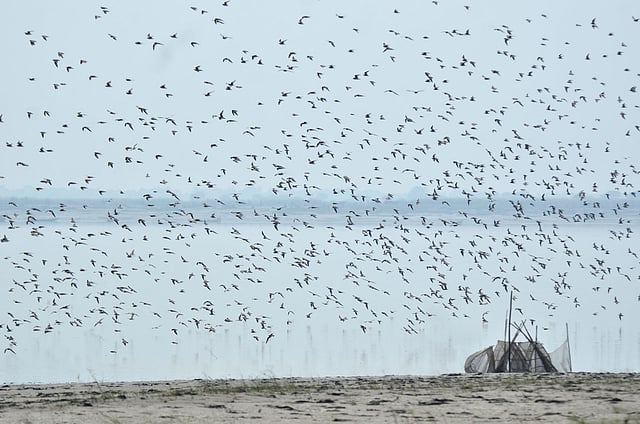 এরা সাধারণত ঝাঁক বেঁধে থাকে