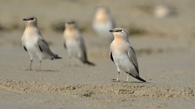 দেহের ওপরের অংশ বালু-ধূসর ও নিচের অংশ সাদাটে