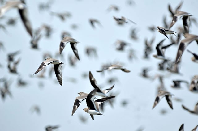 কিচিরমিচির করে দল বেঁধে উড়ে চলা