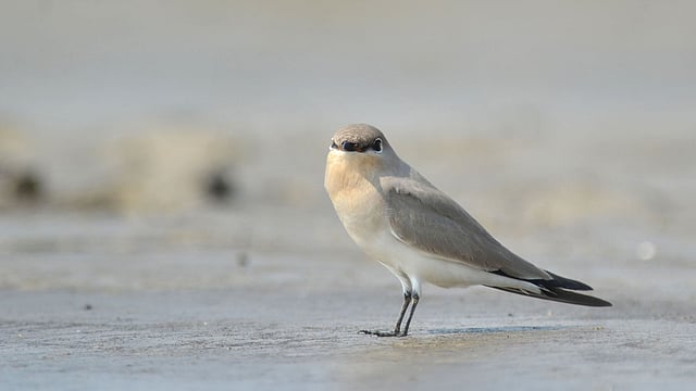 যে অবস্থায়ই থাকুক না কেন, সামনে দিয়ে কোনো কীটপতঙ্গ, পাখাওয়ালা উই, গুবরেপোকা উড়ে যেতে দেখলে খপ করে ধরে খায়