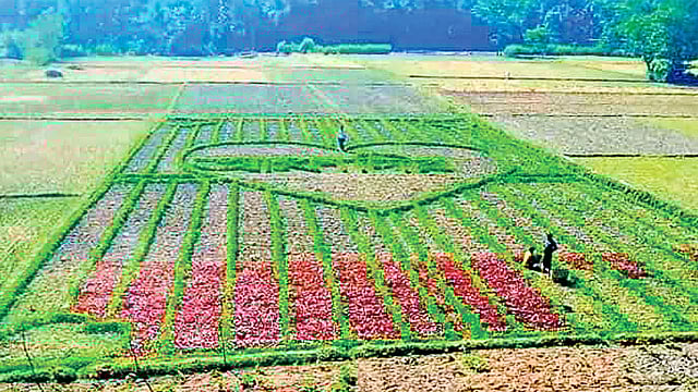 সরিষাগাছেই ফুটে উঠেছে ভালোবাসা চিহ্ন