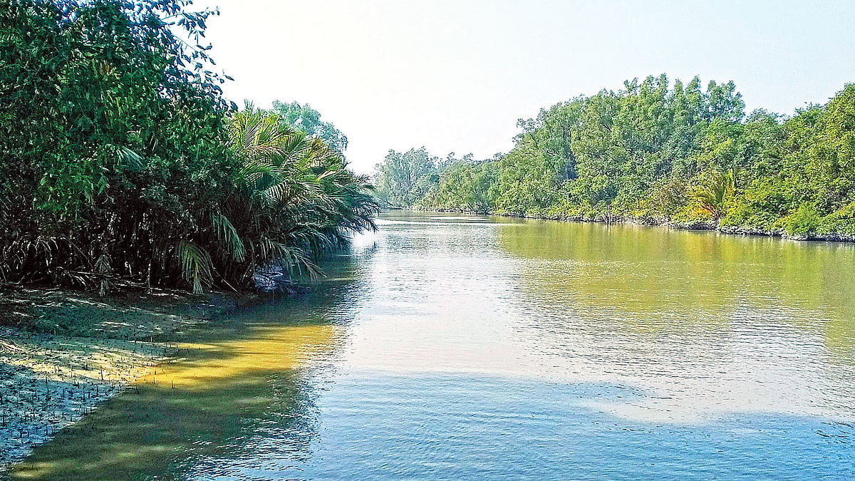 বাংলাদেশের উপকূলের সুরক্ষা দেয়াল সুন্দরবনে একের পর এক বিপদ আসছে। ঘূর্ণিঝড় থেকে শুরু করে আশপাশের নানা অবকাঠামোর চাপেও আছে এই বন। এত বাধা সত্ত্বেও এখানে গাছের সংখ্যা বেড়েছে। গত ২৯ ডিসেম্বর সুন্দরবন শরণখোলা রেঞ্জের কটকা অভয়ারণ্য এলাকায়।  ছবি: শিশির মোড়ল