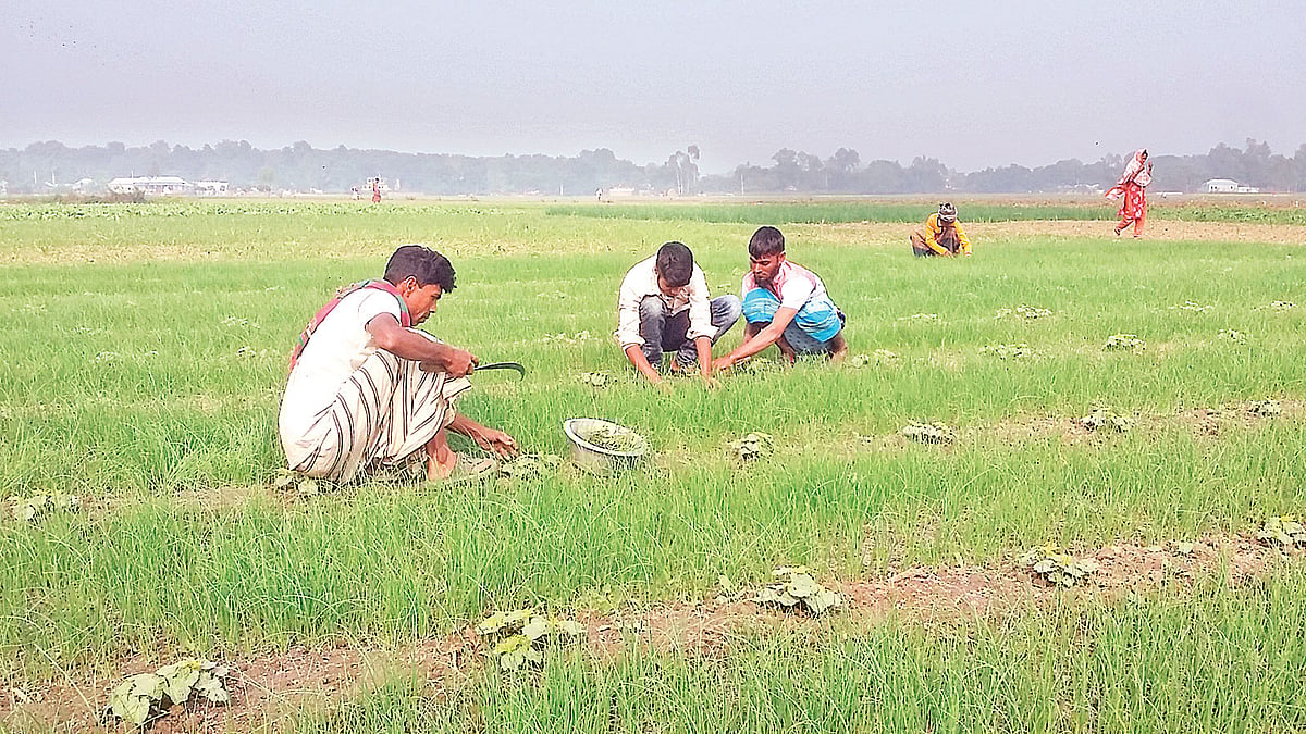 পাবনার সাঁথিয়া ও বেড়ায় চাষ করা আগাম জাতের পেঁয়াজের এক-তৃতীয়াংশ তোলা হয়েছে। এখন কৃষকেরা ব্যস্ত হালি পদ্ধতিতে চাষ করা পেঁয়াজের পরিচর্যায়। সম্প্রতি বেড়ার বড়শিলা গ্রামে।  ছবি: প্রথম আলো