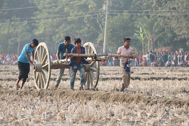 যশোর, ঝিনাইদহ, মাগুরা ও চুয়াডাঙ্গা থেকে বাছাই করা ২০টি গরুর গাড়ি প্রতিযোগিতায় অংশ নেয়