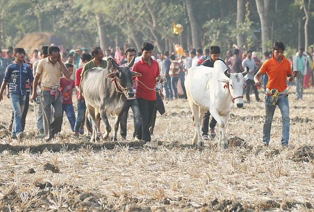প্রতিবছরের মতো প্রতিযোগিতার গরু নিয়ে দেখতে আসছেন দর্শকেরা