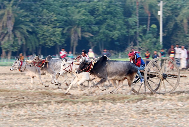 শুরু হলো প্রতিযোগিতা
