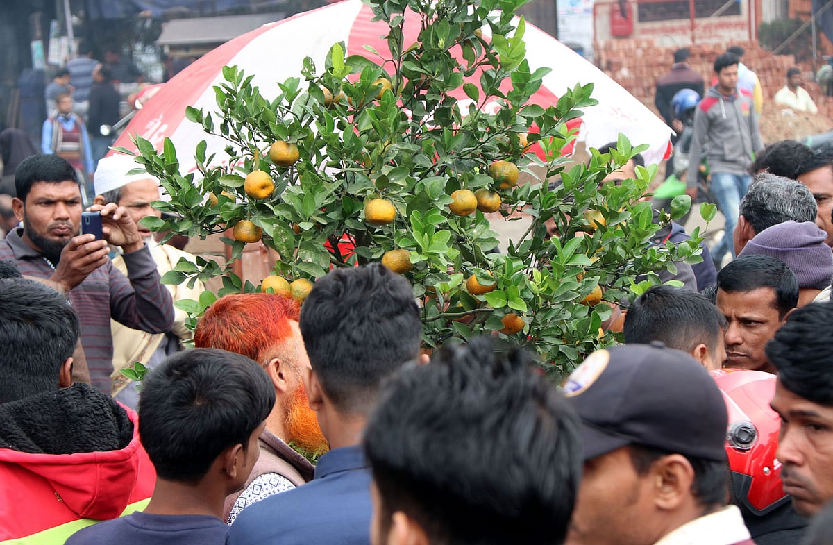 কমলাগাছটির মালিক মুনসুর আলী। তাঁর বাড়ি বগুড়া সদর উপজেলার সরলপুর গ্রামে।