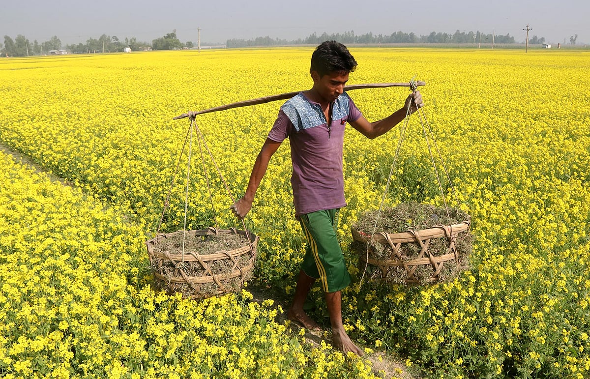 সরিষাখেতের আগাছা পরিষ্কার করে নিয়ে যাচ্ছেন কৃষক।