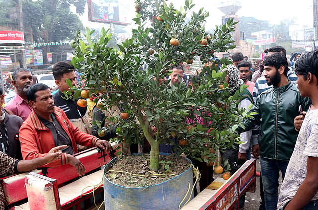 চারাটি ৩০০ টাকায় কিনেছিল মুনসুর।