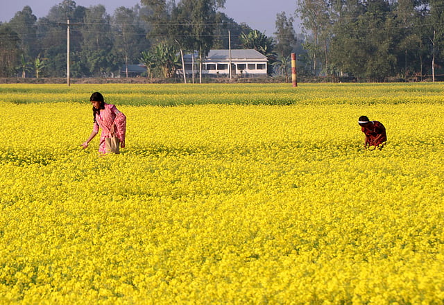 খেতের মাঝে ফুল নেওয়ার মজাই আলাদা।