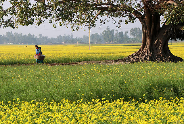 সরিষাখেতের পাশে রাস্তা দিয়ে চলেছেন ফেরিওয়ালা।