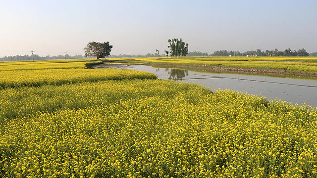 বিলে ঘেরা সরিষাখেত।
