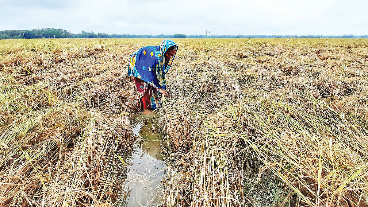 অসময়ের বৃষ্টিতে শুয়ে পড়েছে পাকা ধান। পানিতে ডুবে যাওয়া ধান উঠিয়ে দিতে কাজ করছেন এক কৃষাণী। গতকাল দুপুরে বরগুনা সদর উপজেলার সোনার বাংলা এলাকায়। ছবি: মোহাম্মদ রফিক