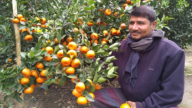 নিজের কমলাবাগানে রফিকুল ইসলাম। সম্প্রতি মহেশপুর উপজেলার চাপাতলা গ্রামে।  ছবি: প্রথম আলো