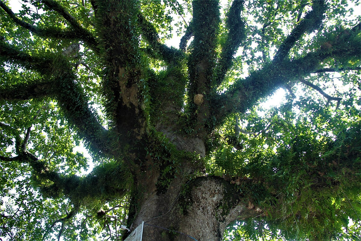 ৩০০ বছরের পুরোনো এই চঁাপালিশগাছ রাঙামাটির পর্যটকদের নতুন আকর্ষণ। গত সোমবার শহরের ডিসি বাংলো পার্কে।  সুপ্রিয় চাকমা