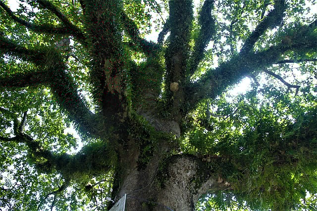৩০০ বছরের পুরোনো এই চঁাপালিশগাছ রাঙামাটির পর্যটকদের নতুন আকর্ষণ। গত সোমবার শহরের ডিসি বাংলো পার্কে।  সুপ্রিয় চাকমা