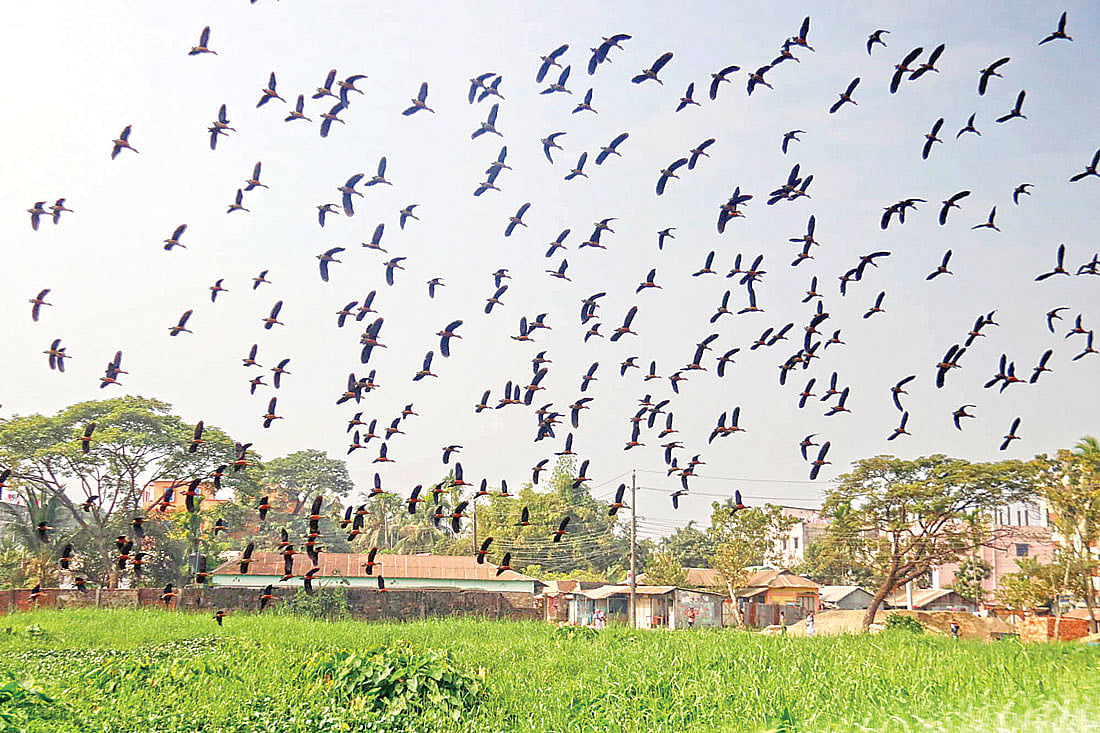 জলাশয় ঘিরে পরিযায়ী পাখির বিচরণ। সম্প্রতি সিলেট নগরের ঘাসিটুলা এলাকায়। প্রথম আলো