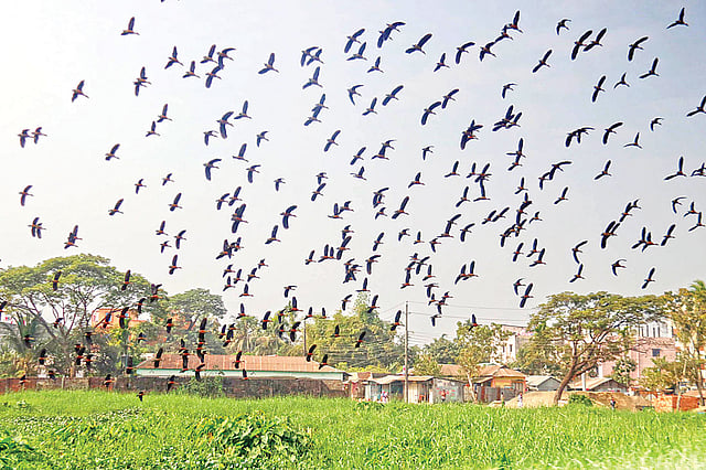 জলাশয় ঘিরে পরিযায়ী পাখির বিচরণ। সম্প্রতি সিলেট নগরের ঘাসিটুলা এলাকায়।  প্রথম আলো