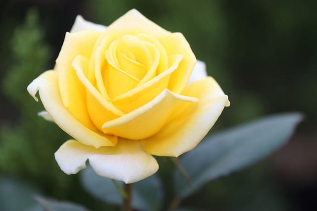 হলুদ রঙের গোলাপ