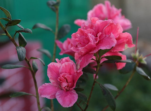 পাহাড়কে রাঙিয়ে দিয়েছে এজেলিয়া ফুল