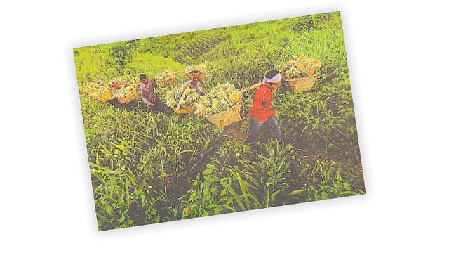 প্রকাশিত অ্যালবামের একটি ছবি