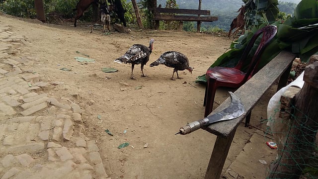 পাহাড়ে বোমদের বাড়িতে টার্কি পরীক্ষামূলকভাবে পোষা হচ্ছে। ছবি: লেখক