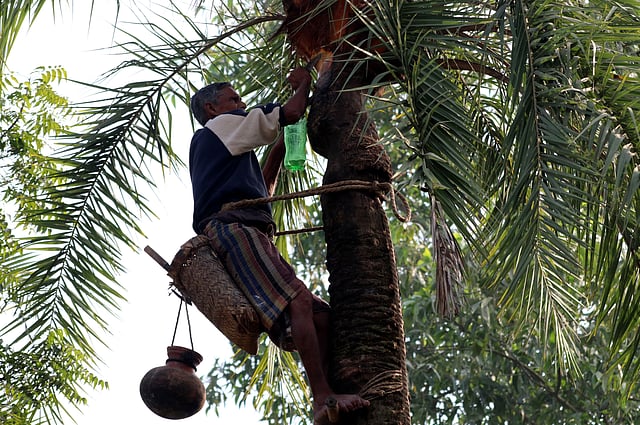 গাছ কাটা শুরু