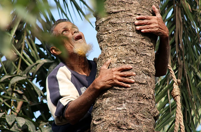 গাছ বেয়ে উঠছেন
