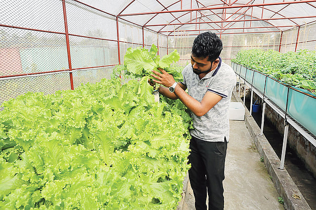 হাইড্রোপনিক পদ্ধতিতে বেড়ে ওঠা লেটুস পাতা। বাংলাদেশ কৃষি গবেষণা ইনস্টিটিউটের চট্টগ্রাম কেন্দ্রে ৬ জানুয়ারি।  প্রথম আলো