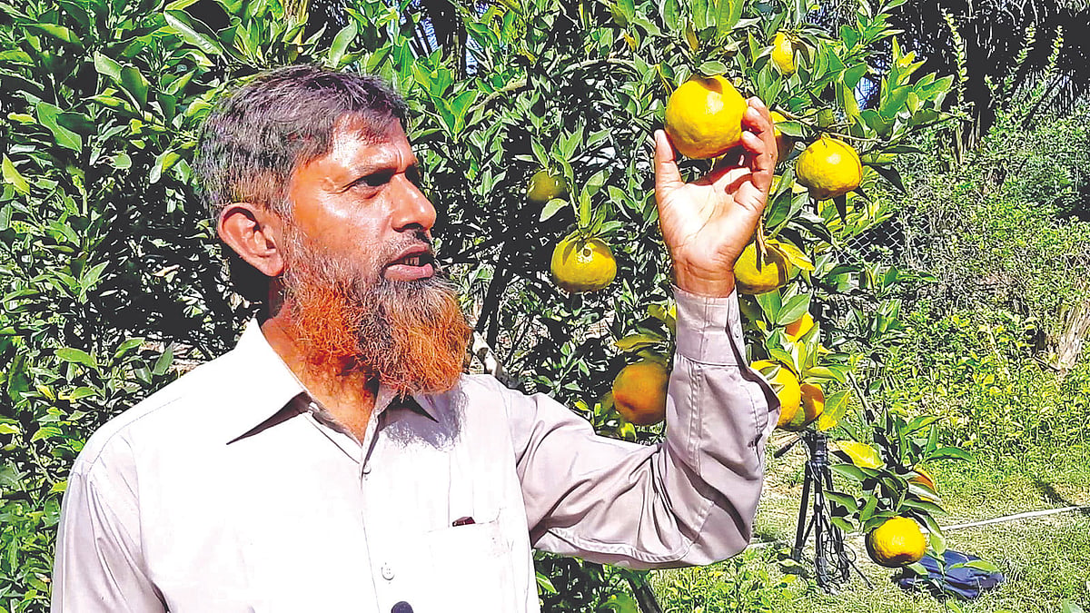 নিজের বাগানে কমলা দেখছেন রসুলপুর গ্রামের সফল চাষি শামসুল আলম। প্রথম আলো