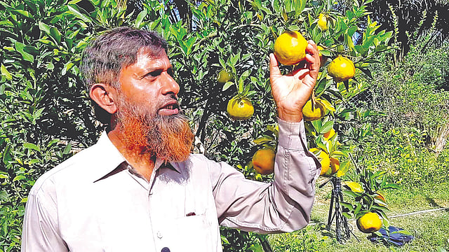নিজের বাগানে কমলা দেখছেন রসুলপুর গ্রামের সফল চাষি শামসুল আলম।   প্রথম আলো